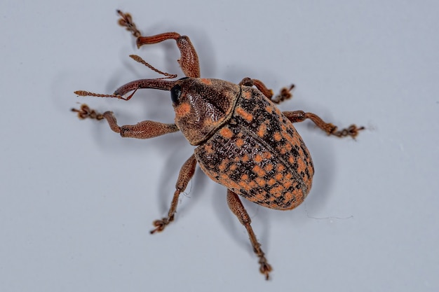 Volwassen echte snuitkever van de familie Curculionidae