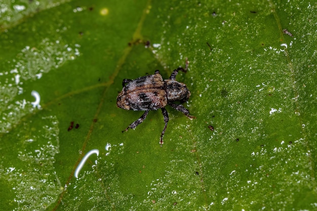 Volwassen echte snuitkever van de familie Curculionidae