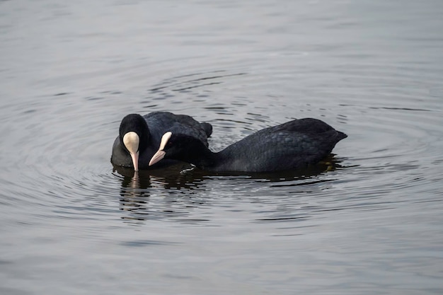 Volwassen Euraziatische meerkoet Fulica atra in bronwater ze spreken iets met elkaar af Paar volwassen vogels communiceren samen Twee verliefde Euraziatische meerkoet Concept van de Internationale Dag van de Vogels