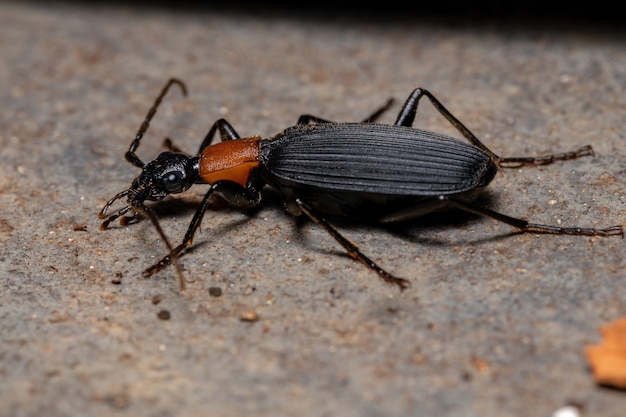 Volwassen False Bombardier Beetle van het geslacht Galerita