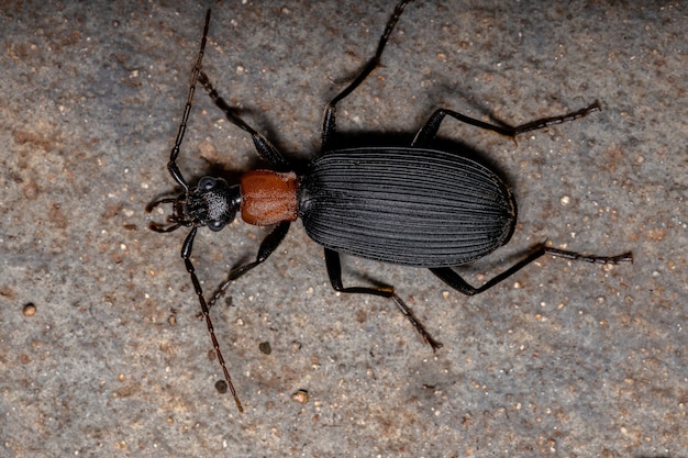 Volwassen false bombardier beetle van het geslacht galerita