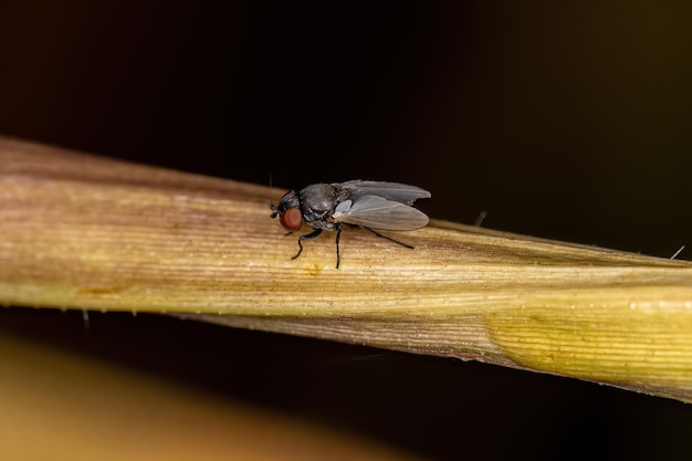 Volwassen Freeloader Fly