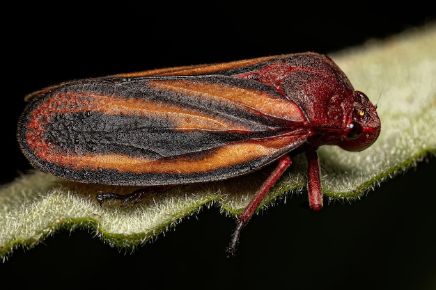 Volwassen Froghopper-insect