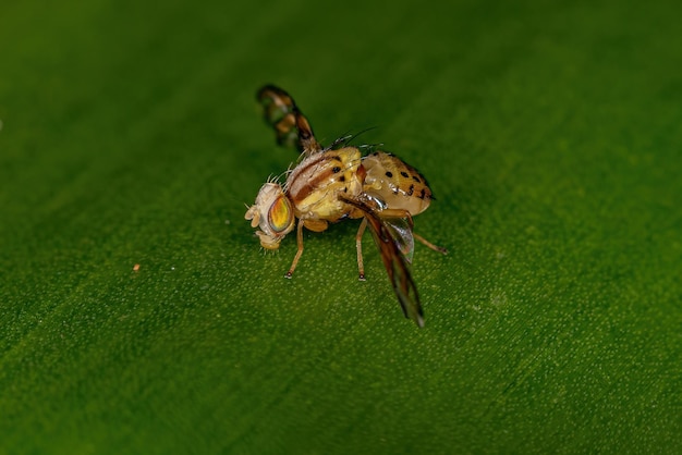 Volwassen fruitvlieg van het geslacht Tomoplagia