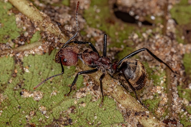 Volwassen geurige mier van de soort Dolicoderus quadridenticulatus