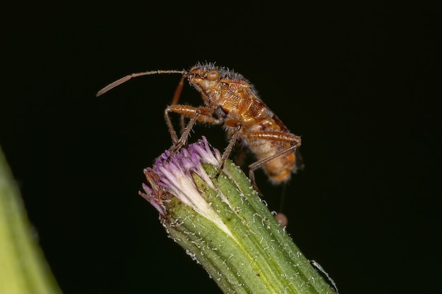 Volwassen geurloze plantenwants van de onderfamilie Rhopalinae