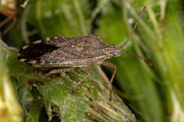 Volwassen geurloze plantenwants van de onderfamilie Rhopalinae