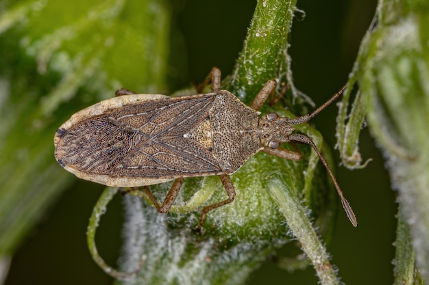 Volwassen geurloze plantenwants van de onderfamilie Rhopalinae