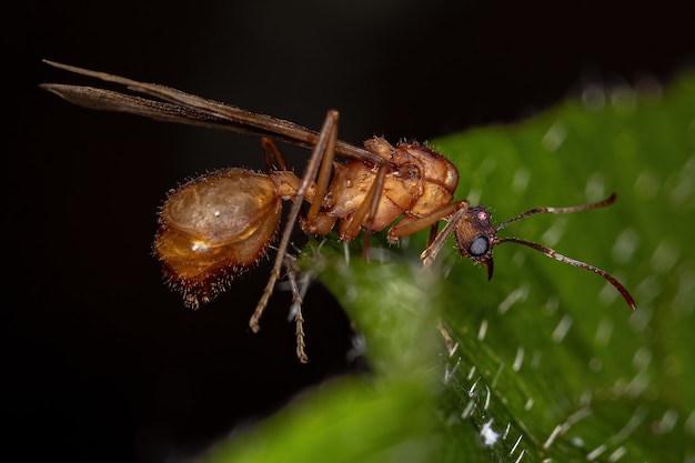 Volwassen gevleugelde mannelijke Acromyrmex bladsnijder mier van het geslacht Acromyrmex