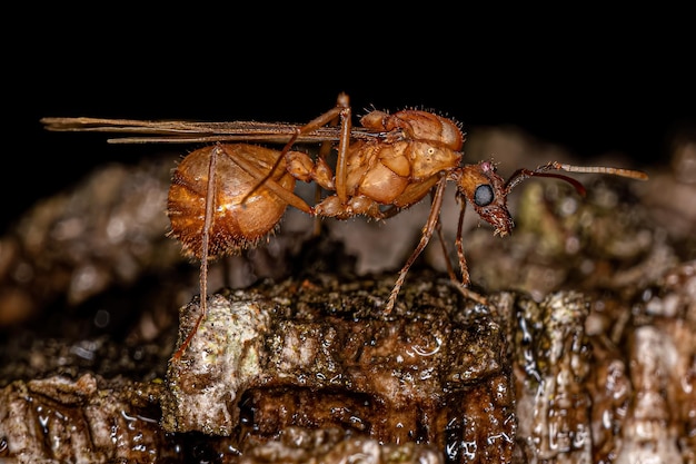 Volwassen gevleugelde mannelijke Acromyrmex Leafcutter Ant