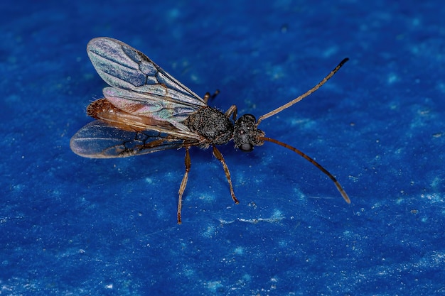 Volwassen gevleugelde mannelijke mier van de familie Formicidae