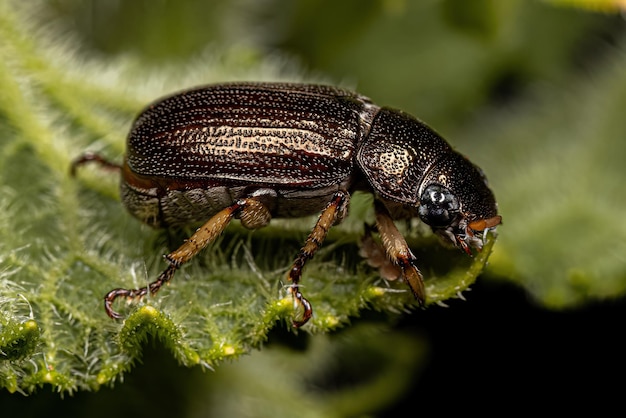 Volwassen glinsterende bladchafer kever