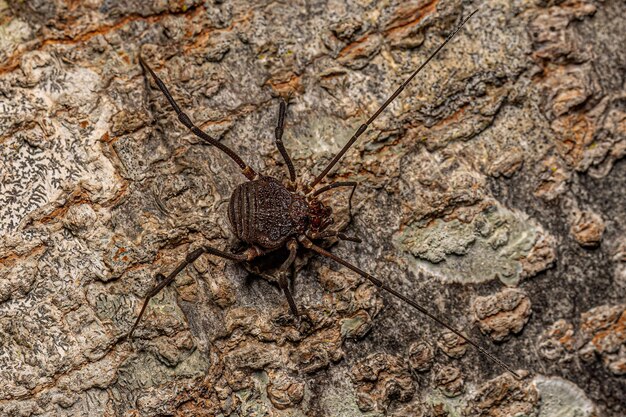 Volwassen Gonyleptid Harvestmen