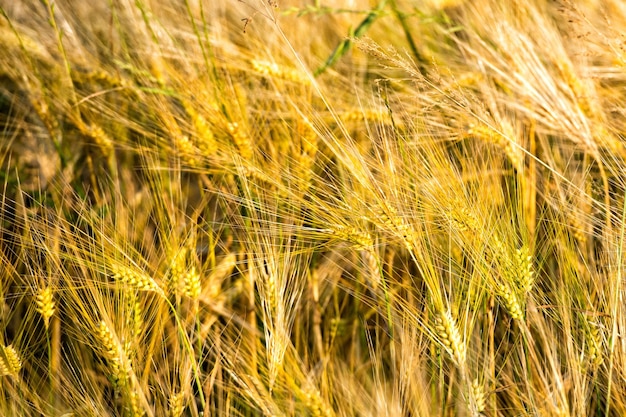 Volwassen graan tarweveld