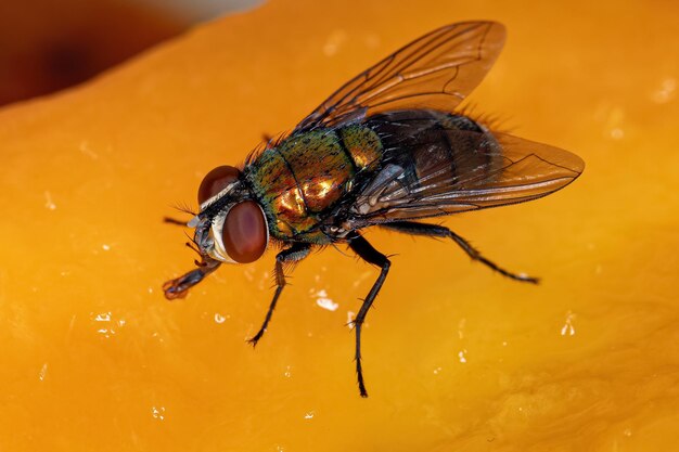 Volwassen Greenbottle Fly van het geslacht Lucilia