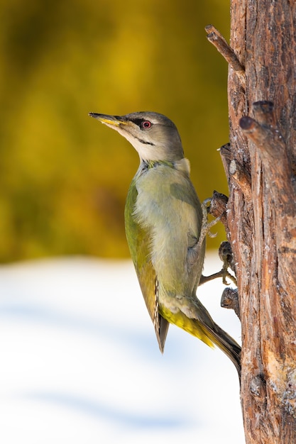 Volwassen grijskopspecht die in de winter op de boom zit