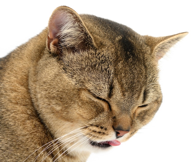 Volwassen grijze Schotse rechte chinchillakat. dier met gesloten ogen stak zijn tong uit, grappige lachende snuit