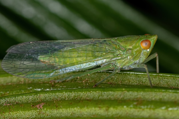 Volwassen Groene Planthopper Insect van de Superfamilie Fulgoroidea