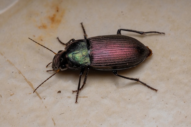 Volwassen grondkever van het geslacht Neoaulacoryssus