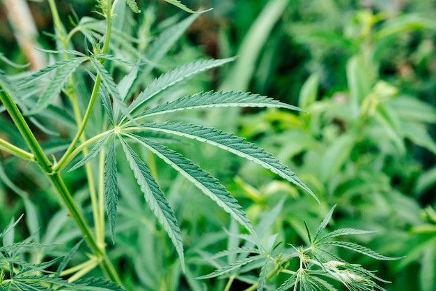 Volwassen hennepplant illegale teelt van cannabiscriminaliteit