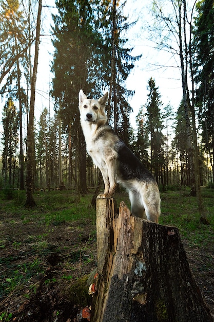 Volwassen herdershond die zich voordeed op boomstronk in bos