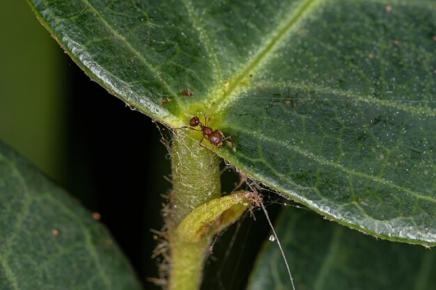 Volwassen hogere myrmicine mieren van het geslacht Wasmannia