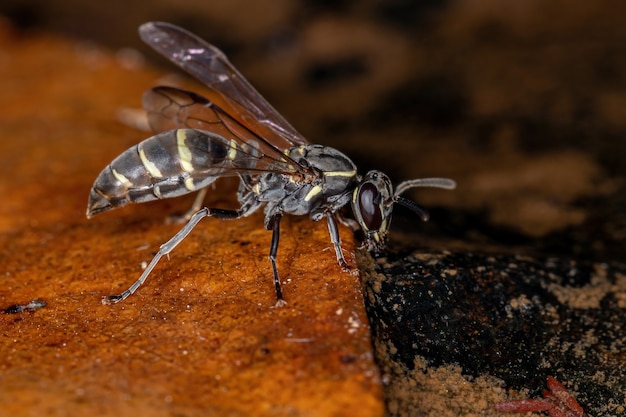 Volwassen honingwesp met lange taille van het subgenus Myrapetra drinkwater in de rivier