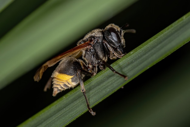 Volwassen honingwesp van het geslacht Brachygastra