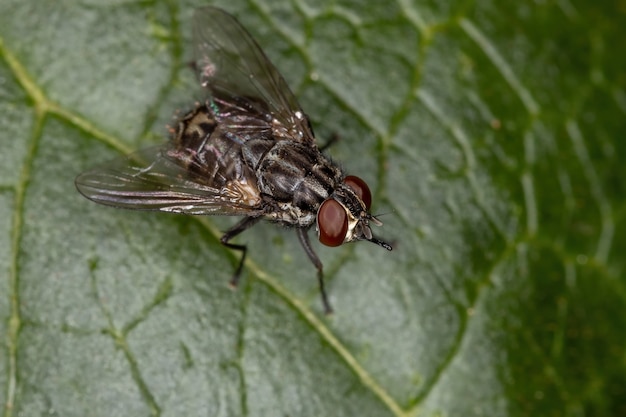 Volwassen huisvlieg van het geslacht Stomoxys