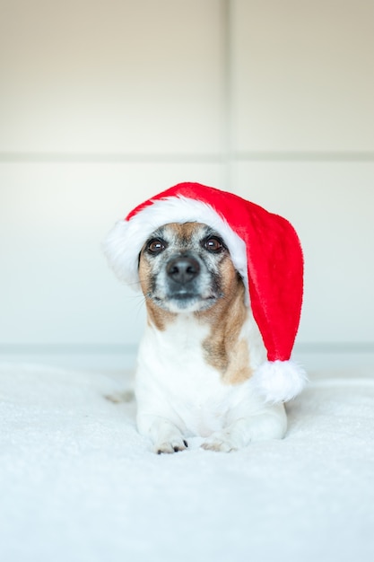 Volwassen Jack Russell-hond met kerstmuts liggend op een witte achtergrond en kijkend naar de camera