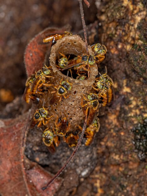 Volwassen Jatai-bijen van de soort Tetragonisca angustula met selectieve focus