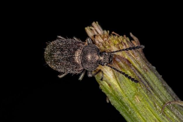 Volwassen kamklauw duistere kever van de substam Xytropodina