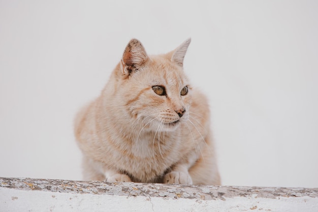 volwassen kat op een lichte achtergrond van een bakstenen huis buiten