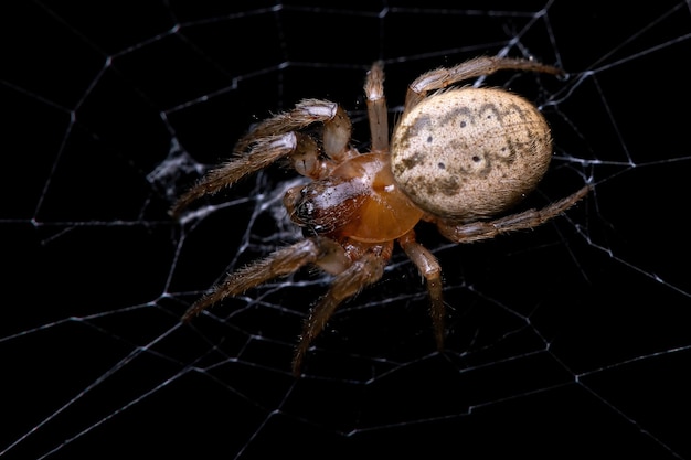 Volwassen klassieke orbweaver van het geslacht Metazygia