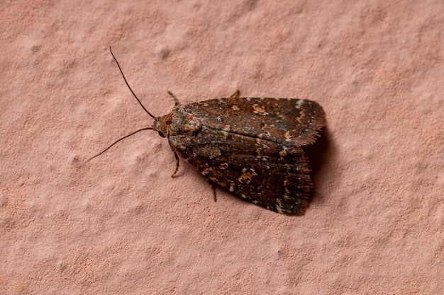 Volwassen kleine mot van de orde lepidoptera