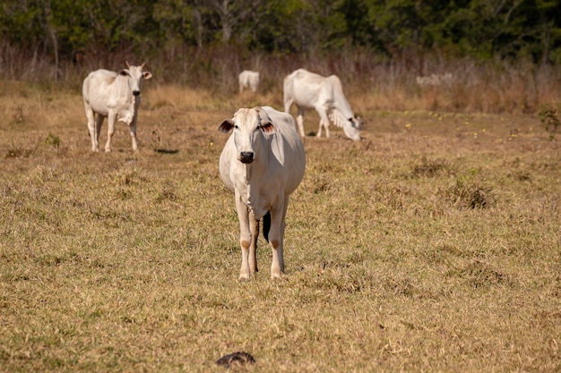 Volwassen koe op een Braziliaanse boerderij met selectieve focus