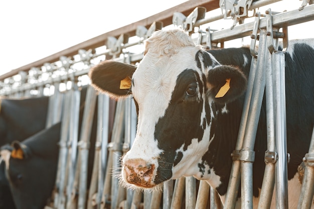 Volwassen koeien staan in een stal op een boerderij