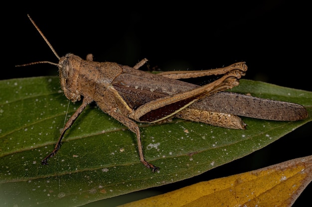 Volwassen korthoornige sprinkhaan van de soort Abracris flavolineata