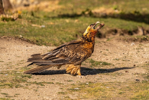 Foto volwassen lammergier zat op de grond en at een schaapspoot