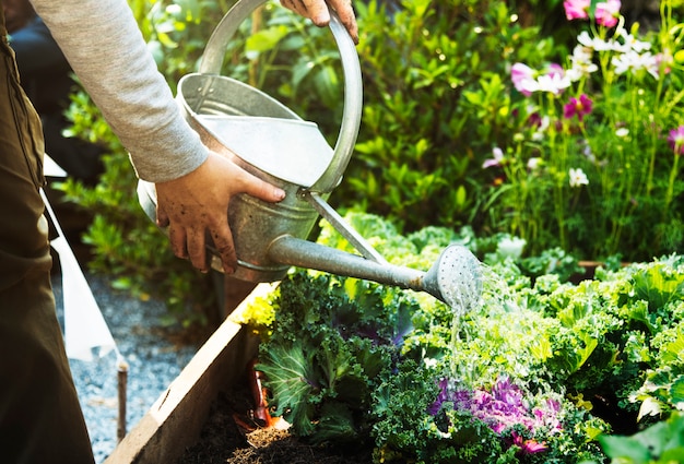 Volwassen landbouwer Man Watering Vegetable