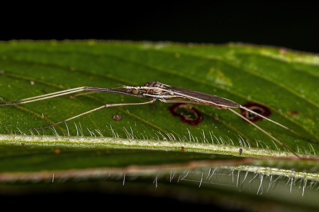 Volwassen limoniid crane fly van de familie limoniidae