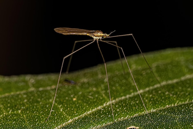 Volwassen Limoniid Crane Fly