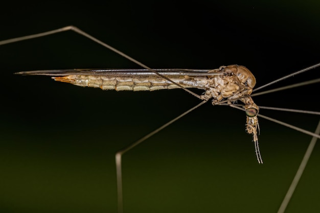 Volwassen Limoniid Crane Fly