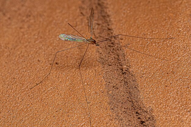 Volwassen Limoniid Crane Fly