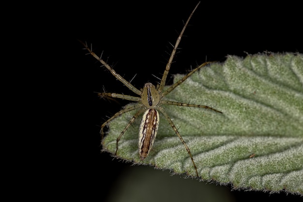 Volwassen lynxspin van de soort Peucetia rubrolineata