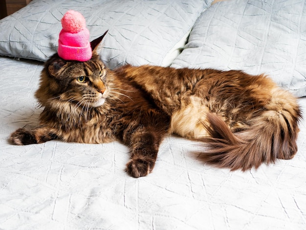 Volwassen Maine Coon-kat met een roze hoed op zijn hoofd liggend op het bed
