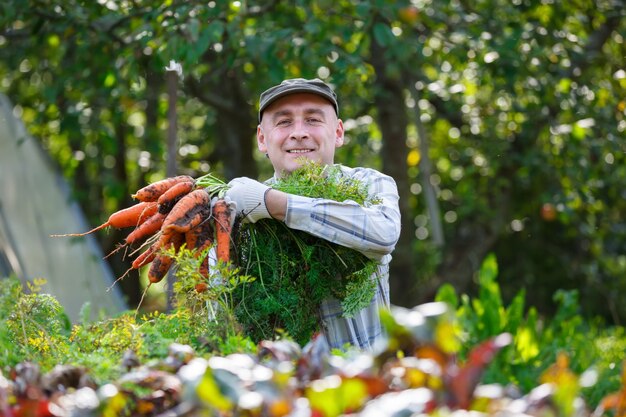 Volwassen man in de tuin, wortelen oogsten