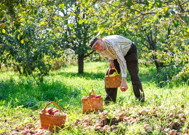 Volwassen man in een zonnige tuin met manden met appels