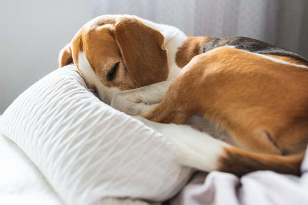 Volwassen mannelijke beagle hond die op kussens slaapt