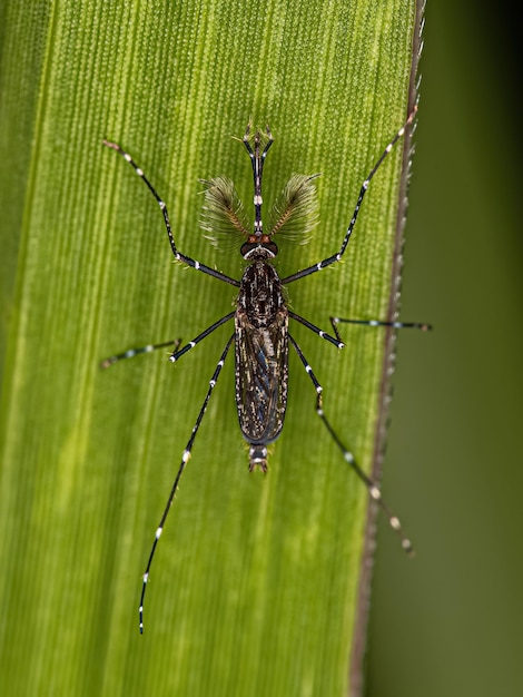 Volwassen mannelijke Culicine Mosquito Insect